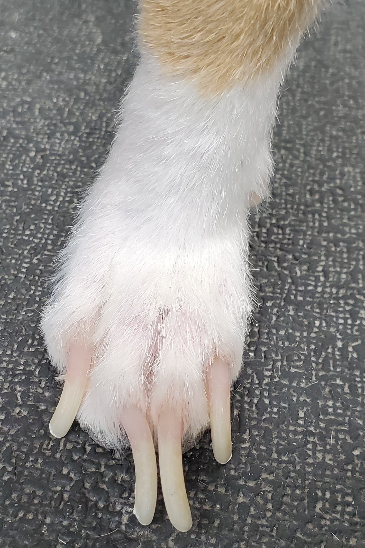 Toenail before Nail Trim