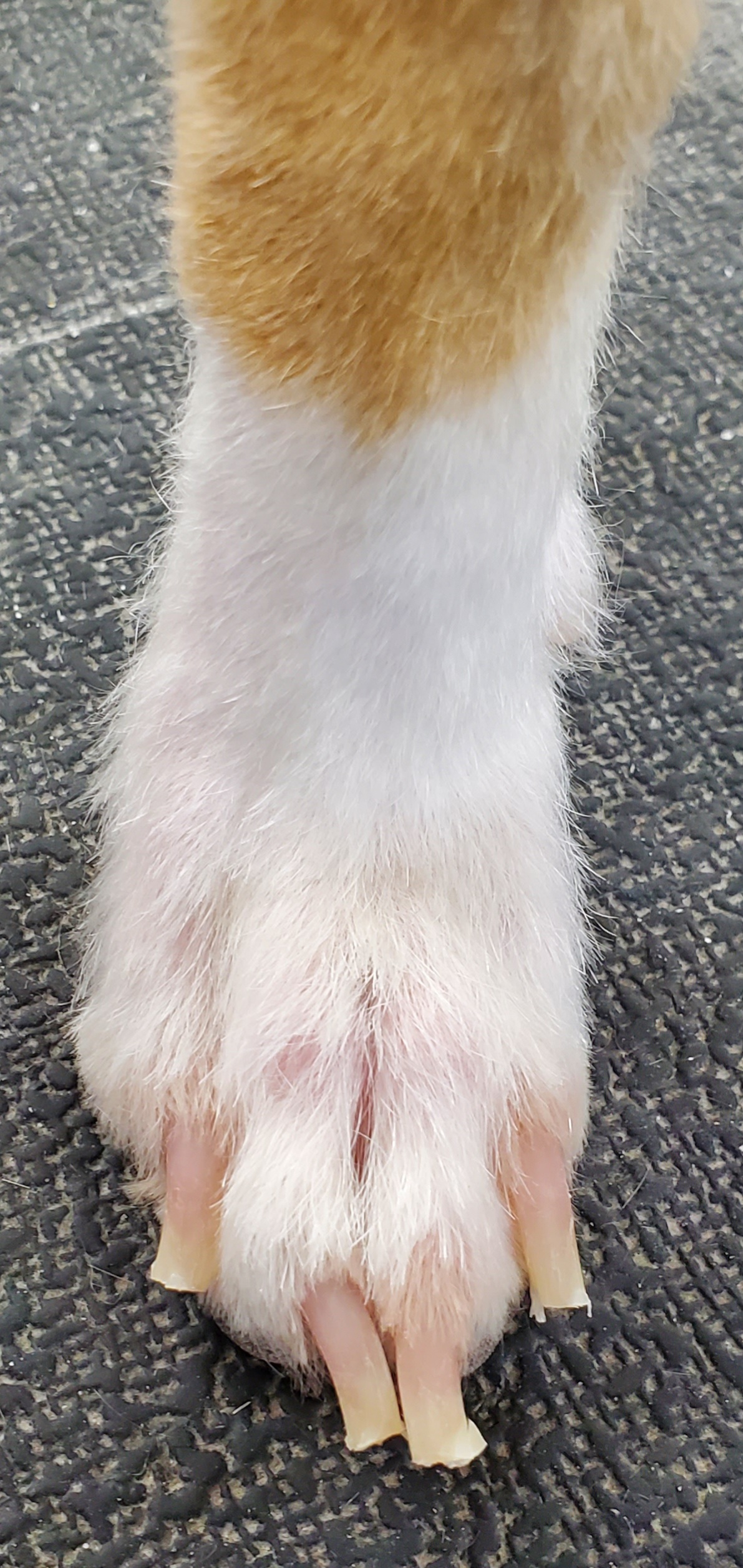 Toenail after Nail Trim